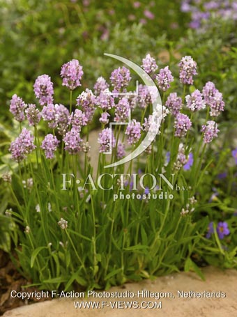 botanic stock photo Lavandula