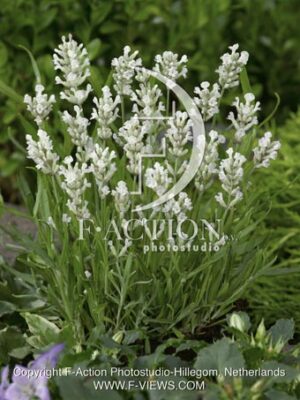 botanic stock photo Lavandula