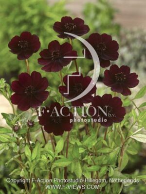 botanic stock photo Cosmos