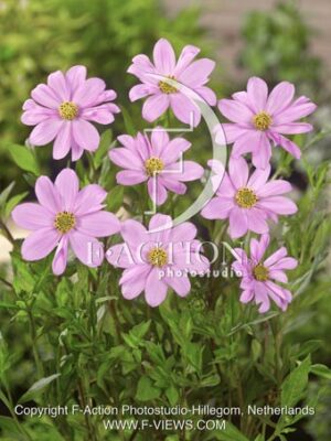 botanic stock photo Cosmos