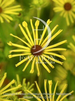 botanic stock photo Rudbeckia