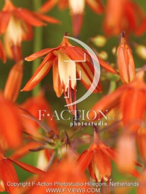 botanic stock photo Bessera