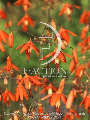 botanic stock photo Bessera