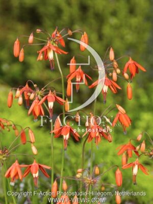 botanic stock photo Bessera