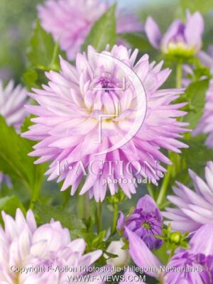 botanic stock photo Dahlia