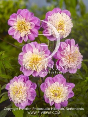 botanic stock photo Dahlia