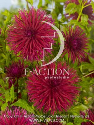 botanic stock photo Dahlia