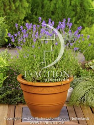botanic stock photo Lavandula