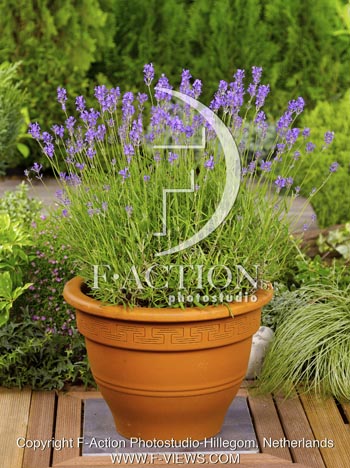 botanic stock photo Lavandula