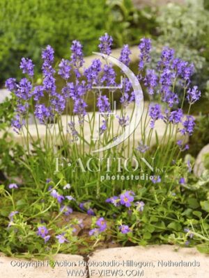 botanic stock photo Lavandula