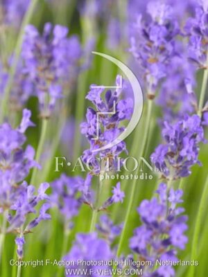 botanic stock photo Lavandula