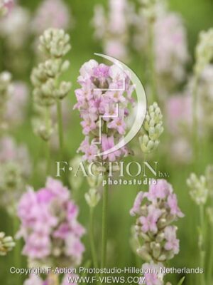 botanic stock photo Lavandula