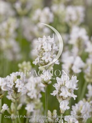 botanic stock photo Lavandula