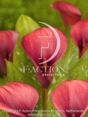 botanic stock photo Zantedeschia