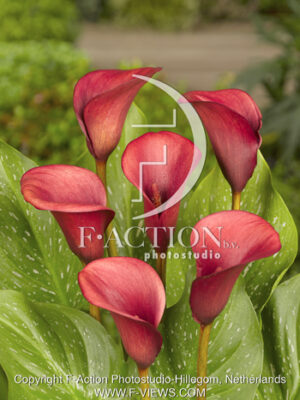botanic stock photo Zantedeschia