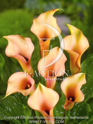 botanic stock photo Zantedeschia