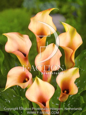 botanic stock photo Zantedeschia