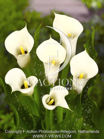 botanic stock photo Zantedeschia