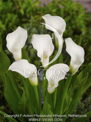 botanic stock photo Zantedeschia