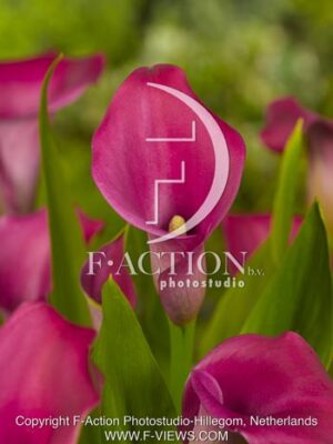 botanic stock photo Zantedeschia
