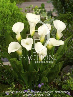 botanic stock photo Zantedeschia