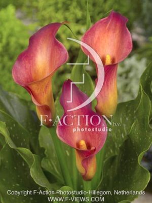 botanic stock photo Zantedeschia