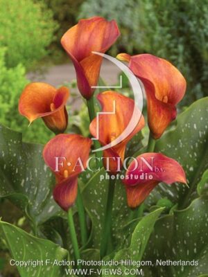 botanic stock photo Zantedeschia