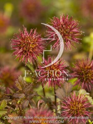 botanic stock photo Acaena