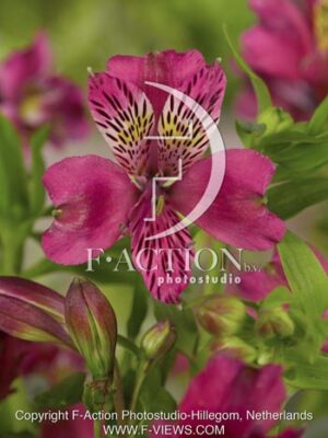 botanic stock photo Alstroemeria