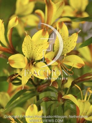 botanic stock photo Alstroemeria