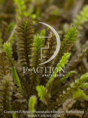 botanic stock photo Leptinella