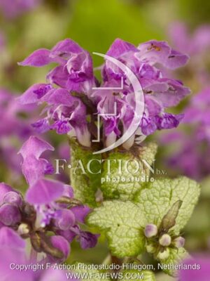 botanic stock photo Lamium