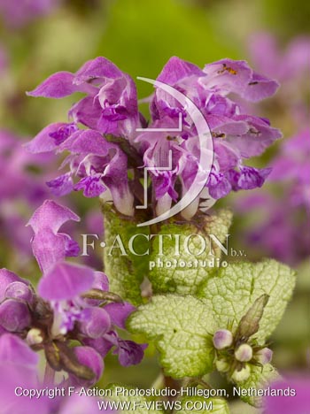 botanic stock photo Lamium