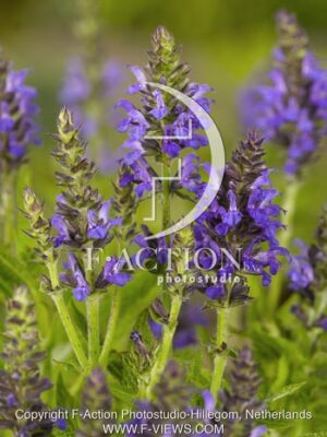 botanic stock photo Salvia