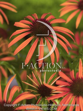 botanic stock photo Echinacea