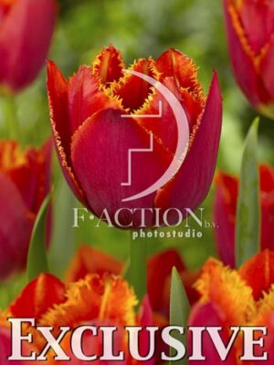 botanic stock photo Tulipa