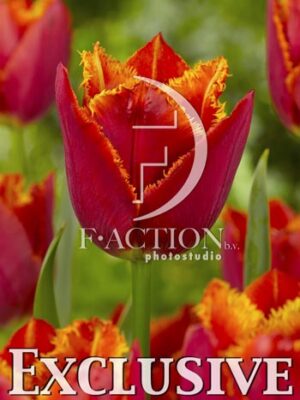 botanic stock photo Tulipa