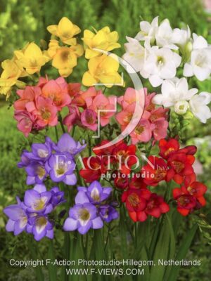 botanic stock photo Freesia