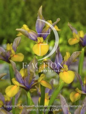 botanic stock photo Iris