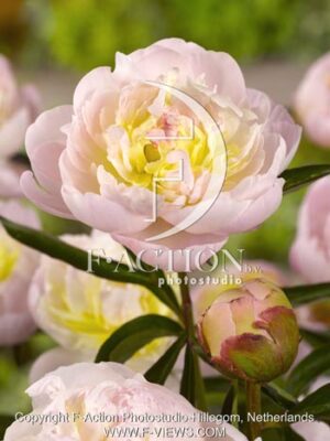 botanic stock photo Paeonia