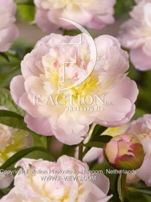 botanic stock photo Paeonia