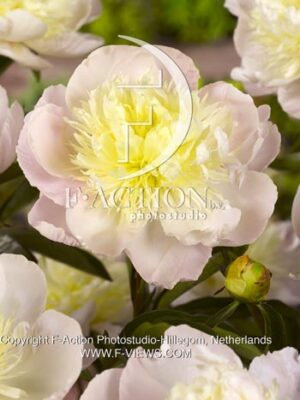 botanic stock photo Paeonia