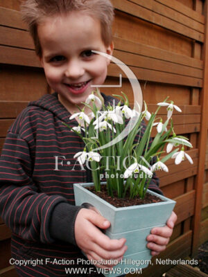 botanic stock photo Galanthus