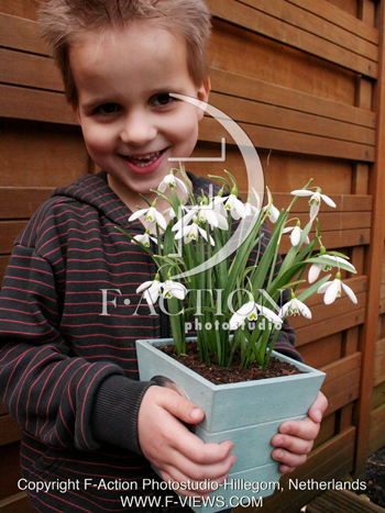 botanic stock photo Galanthus