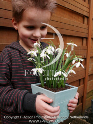 botanic stock photo Galanthus