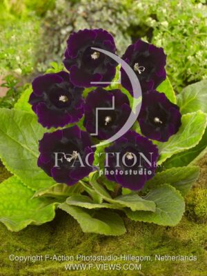botanic stock photo Gloxinia