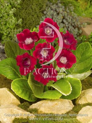 botanic stock photo Gloxinia