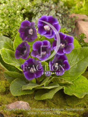 botanic stock photo Gloxinia