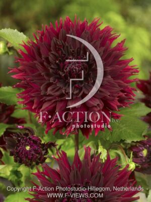 botanic stock photo Dahlia