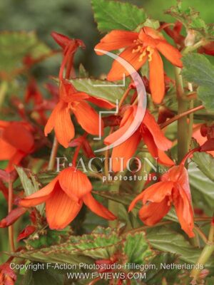 botanic stock photo Begonia
